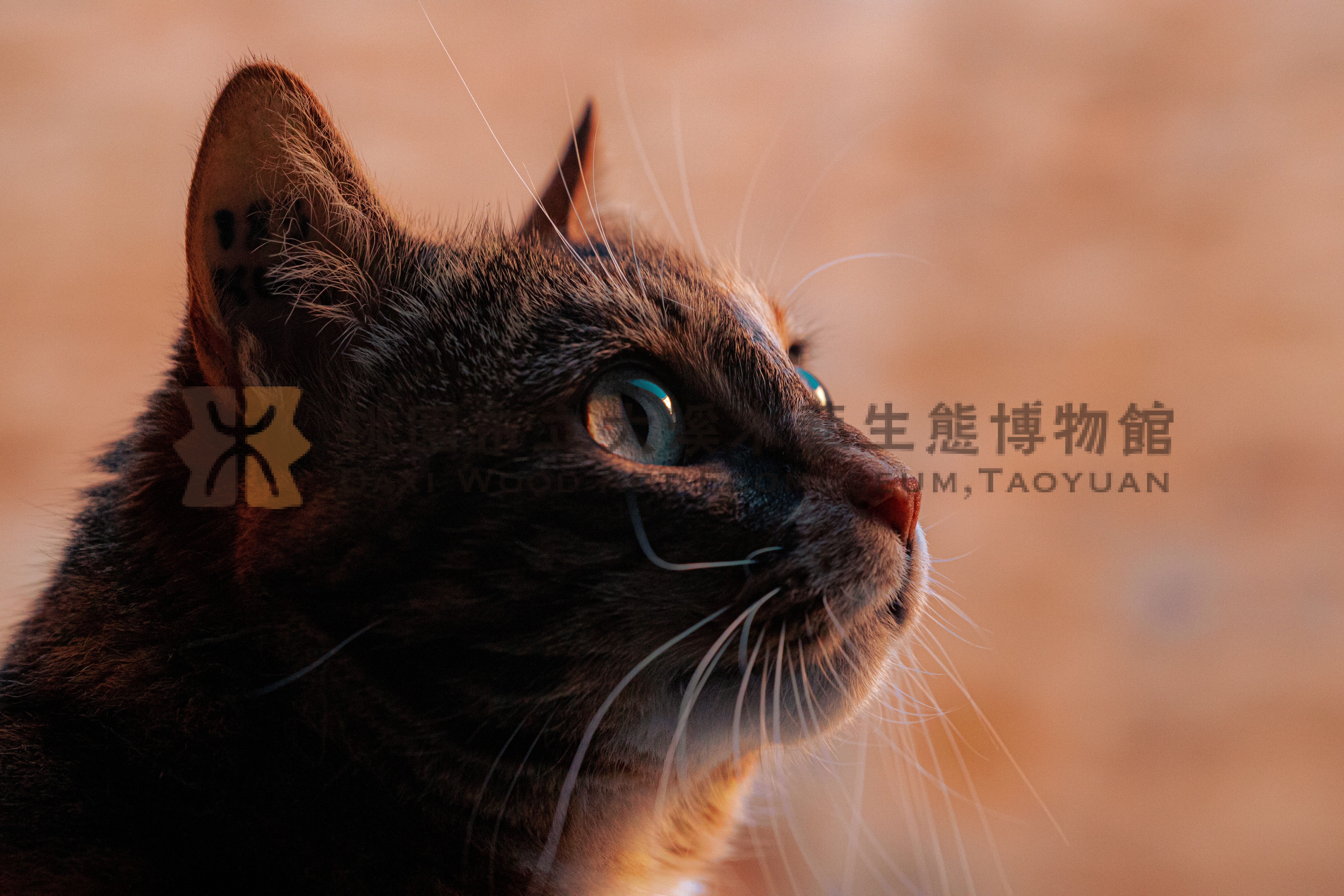 這裡有很多主題的圖片縮圖第1張