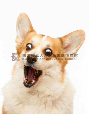 corgi主題的圖片縮圖第2張